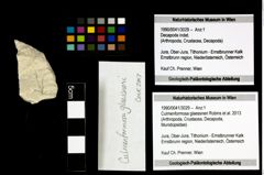 Foto (Objekt + Etiketten) von Culmenformosa glaessneri (Robins et al., 2013) 